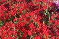 Red Phlox drummondii flower in outdoor garden Royalty Free Stock Photo