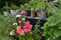 Blooming phlox and flossflower in flowerpot with watering can on garden table