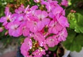 Blooming Phlox flower of rich pink color Royalty Free Stock Photo