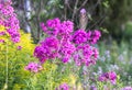 Blooming phlox garden flowers. Decorative plants