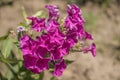 Blooming Phlox paniculata in the blurry background. Royalty Free Stock Photo