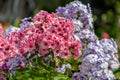 Blooming Phlox Paniculata Royalty Free Stock Photo