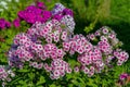 Blooming Phlox Paniculata Royalty Free Stock Photo