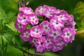 Blooming Phlox Paniculata