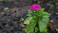 Blooming Phlox paniculata, Polemoniaceae Royalty Free Stock Photo