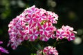 Blooming phlox `Peppermint twist` in the garden
