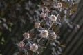 Blooming Physocarpus opulifolius bush