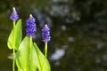 Blooming pickerelweed (Pontederia cordata) water plant in the ga