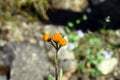 Blooming Pilosella aurantiaca