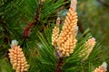 Blooming pine buds with abundant pollen on pine branches in spring.
