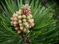 Blooming pine cones tree