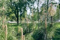 Blooming pine in the spring. New pine cone sprout on branches of pine tree Royalty Free Stock Photo