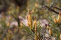 Blooming pine in the spring. New pine cone sprout on branches of pine tree Royalty Free Stock Photo