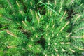 Blooming pine in the spring. New pine cone sprout on branches of pine tree. Top view Royalty Free Stock Photo