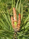 Blooming pine tree in spring, Lithuania Royalty Free Stock Photo