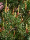 Blooming pine tree with young twigs and cones on green vivid bra