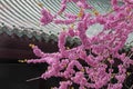 Blooming pink acacia, China, Shaolin Monastery