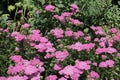 Blooming pink Achillea Millefolium, Montrose Rose, Common Yarrow growing in a lush, garden in Hales Corners, Wisconsin Royalty Free Stock Photo