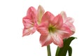 Blooming pink amaryllis