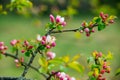 blooming pink apple tree close up after rain