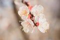 Blooming pink apricot flowers on tree branch Royalty Free Stock Photo