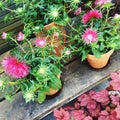 Blooming pink asters in clay pots