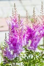 Blooming pink Astilba Arends ,, Amethyst ,, lat. Astilbe arend Royalty Free Stock Photo