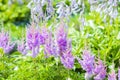 Blooming pink Astilba Arends ,, Amethyst ,, lat. Astilbe arend Royalty Free Stock Photo