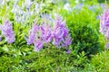 Blooming pink Astilba Arends ,, Amethyst ,, lat. Astilbe arend Royalty Free Stock Photo