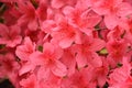 Blooming Pink Azalea Bush Flowering in the Spring Royalty Free Stock Photo