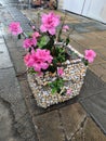 blooming pink azalea in a decorative stone planter outoors