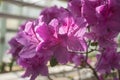 Blooming pink azalea flowers close-up in a botanical garden. Royalty Free Stock Photo