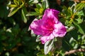 Blooming Pink Azalea flowers Rhododendron Arboreum, California