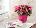 Blooming pink azalea in pink flowerpot white rustic background