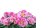 Blooming pink azalea or rhododendron flowers isolated on white b Royalty Free Stock Photo