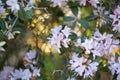 Blooming pink azalea in the shade of trees in the park in summer. Natural blurred background and bokeh. Royalty Free Stock Photo