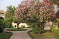 Blooming pink azaleas big bush on the streets of Emirates Royalty Free Stock Photo