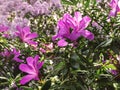 Blooming pink azalia flower in sunlight. Floral spring pink background, close up view Royalty Free Stock Photo