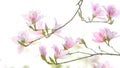 Blooming pink bauhinia flowers
