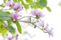 Blooming pink bauhinia flowers 2