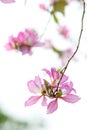 Blooming pink bauhinia flowers 4