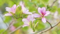 Blooming pink bauhinia flowers 3