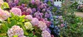 Blooming pink, blue, lilac, violet, purple Hydrangea bushes Royalty Free Stock Photo