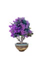 Blooming pink bougainvillea in brown pot with blue border.