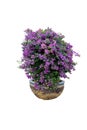 Blooming pink bougainvillea in brown pot with blue border.