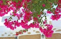 Blooming pink bougainvillea flowers at Koufonisia Cyclades Greece Royalty Free Stock Photo