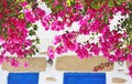 Blooming pink bougainvillea flowers at Koufonisia islands Cyclades Greece Royalty Free Stock Photo