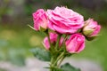 Blooming pink buds with droplets from the rain rose spray `Lovely Lydia` on a summer garden plot. Royalty Free Stock Photo