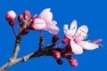 Blossoming spring flowers pink over blue