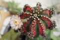 Blooming pink cactus flower of Gymnocalycium mihanovichii on garden background. Royalty Free Stock Photo